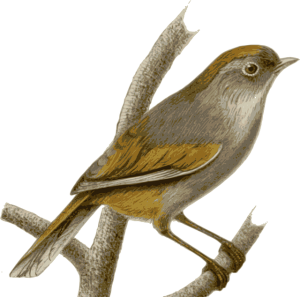 Sparrow PNG-20146